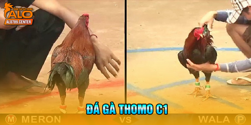 Đá gà Thomo C1